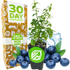 A potted Wellspring Gardens Top Hat Blueberry (Vaccinium augustifolium) sits before large berries and green leaves, near a box marked “30 Day Guarantee,” “Easy to Grow,” and “Non GMO.” Blue accents decorate the background. Great for patios!.