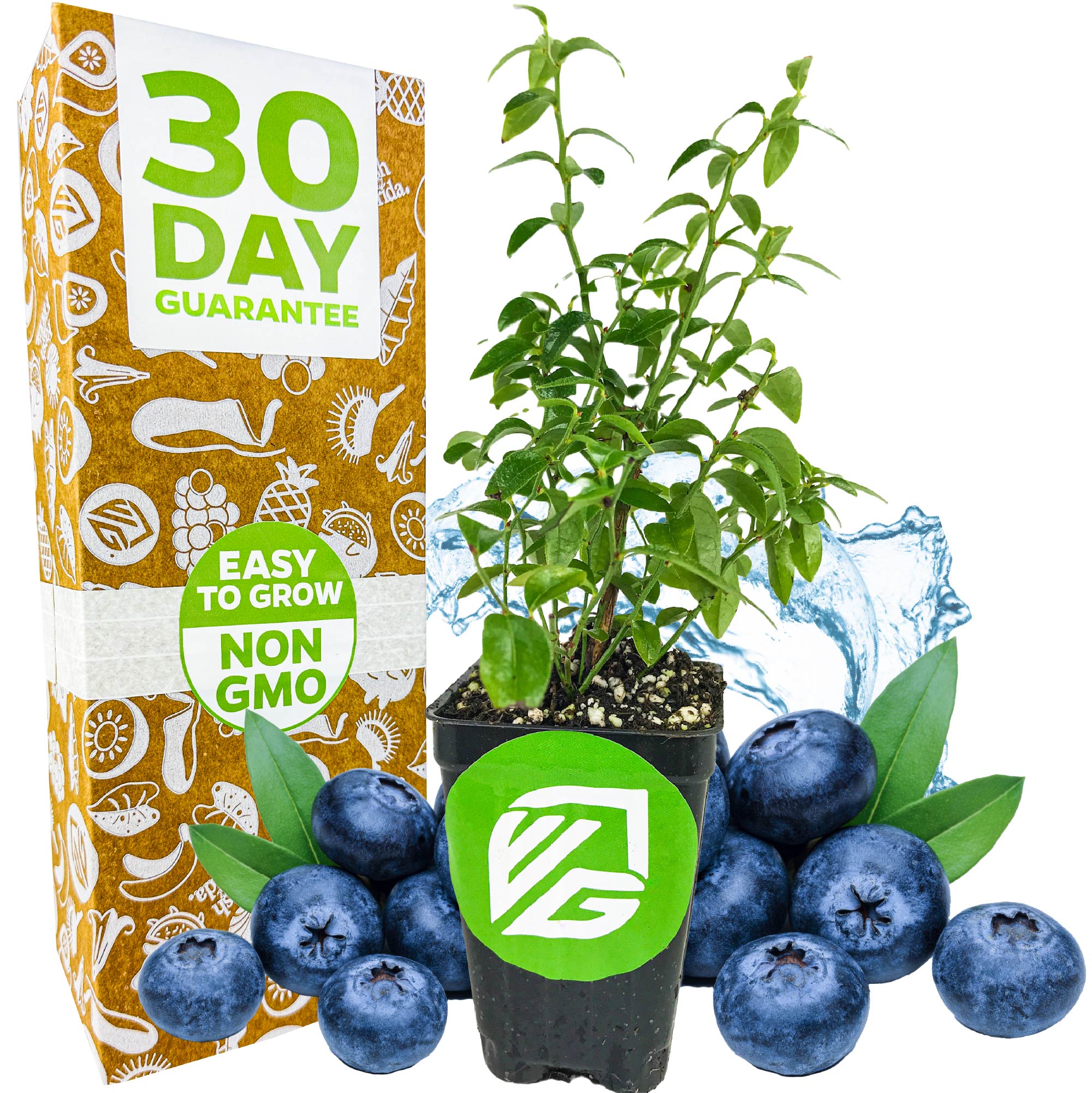 A potted Wellspring Gardens Top Hat Blueberry (Vaccinium augustifolium) sits before large berries and green leaves, near a box marked “30 Day Guarantee,” “Easy to Grow,” and “Non GMO.” Blue accents decorate the background. Great for patios!.