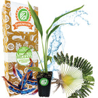 A Wellspring Gardens Traveler's Tree (Ravenala madagascariensis) in a premium 3/4-QT pot sits before a decorative "Premium Limited Release" box, accented with splashes of water and artistic plant illustrations in the background.