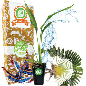 Traveler's Tree (Traveler's Palm) Premium 3/4-QT size - Ravenala madagascariensis