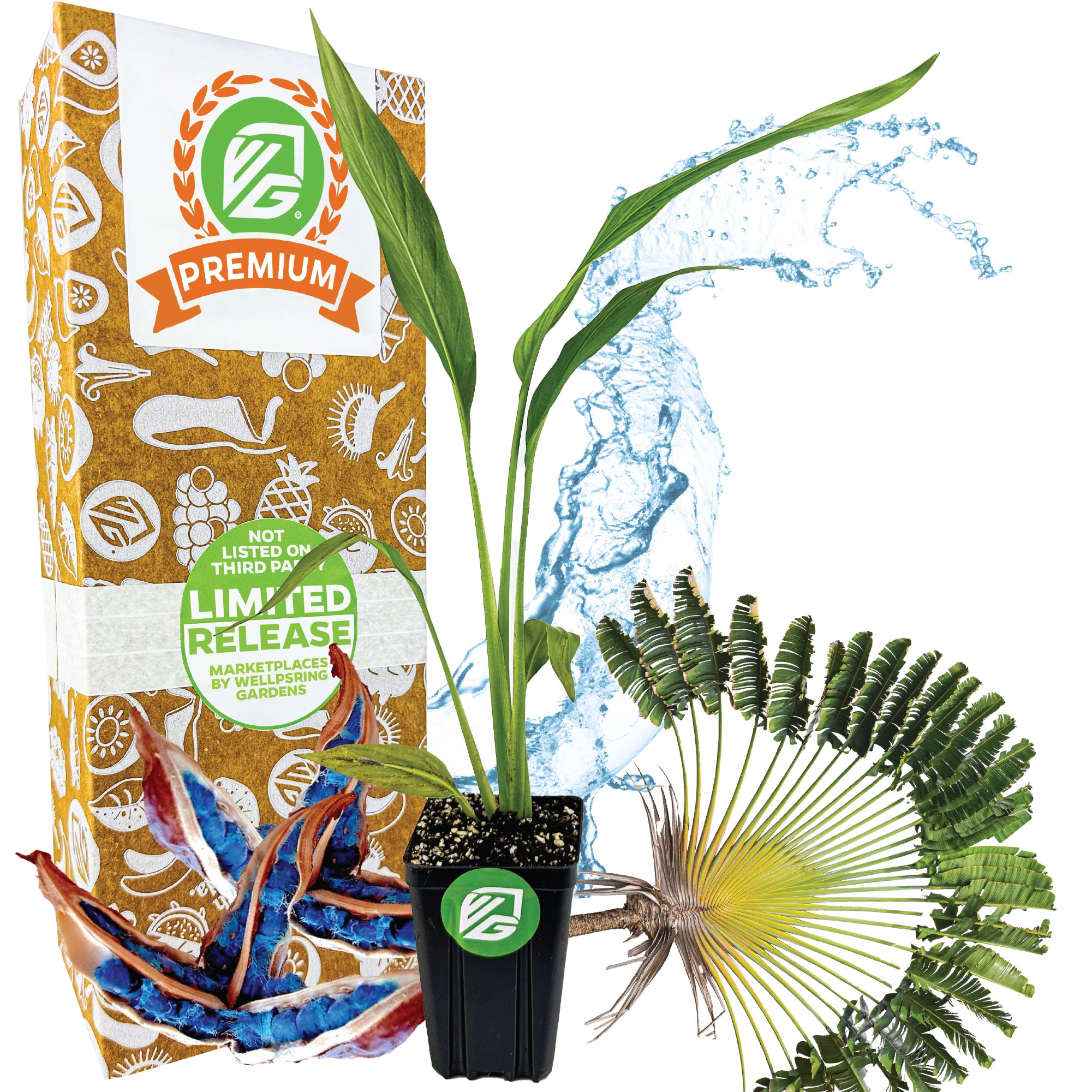 Traveler's Tree (Traveler's Palm) - Ravenala madagascariensis (Premium | 3/4-QT size)