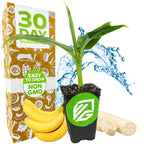 A Wellspring Gardens Tropicana Banana (Super Dwarf Cavendish) plant grows in a small pot indoors, shown with edible bananas, sliced fruit, a 30 Day Guarantee box, water splashes, and labels for Easy to Grow and Non-GMO.