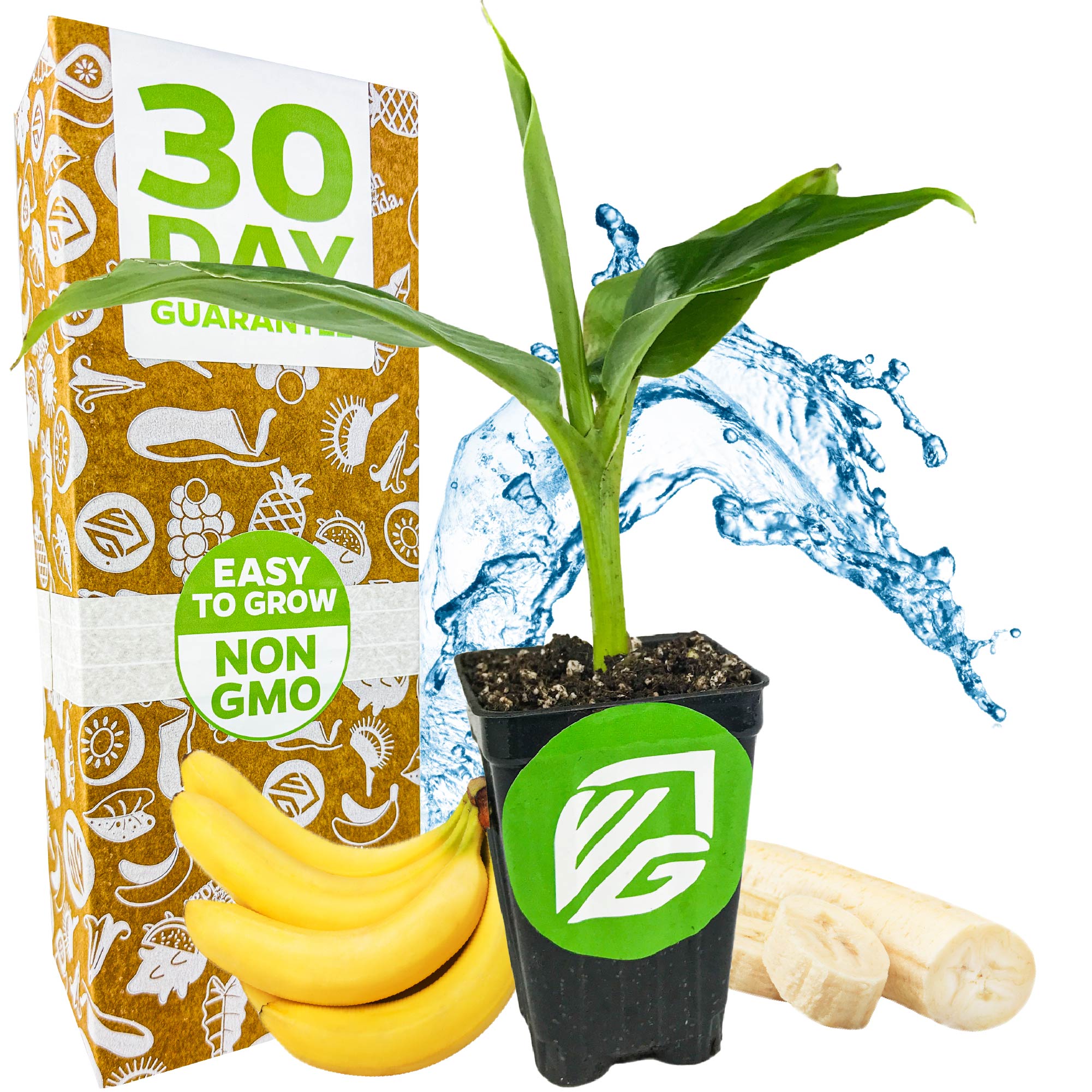A Wellspring Gardens Tropicana Banana (Super Dwarf Cavendish) plant grows in a small pot indoors, shown with edible bananas, sliced fruit, a 30 Day Guarantee box, water splashes, and labels for Easy to Grow and Non-GMO.