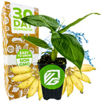 A Truly Tiny Banana - Musa plant by Wellspring Gardens in a black pot with green logo sits before a box labeled 30 Day Guarantee, Easy to Grow, Non GMO. Edible banana bunches and water splashes appear in the background.