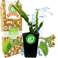 A potted Veldt Grape Ivy (Cissus quadrangularis) by Wellspring Gardens sits in front of branded packaging, accented with water splashes and succulents, highlighting its “Premium Limited Release” as a natural weight loss supplement.
