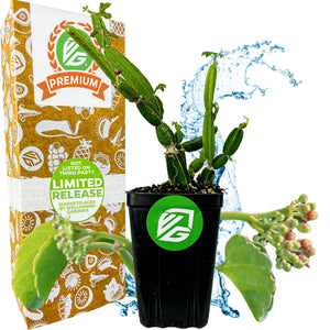 Veldt Grape Ivy - Cissus quadrangularis