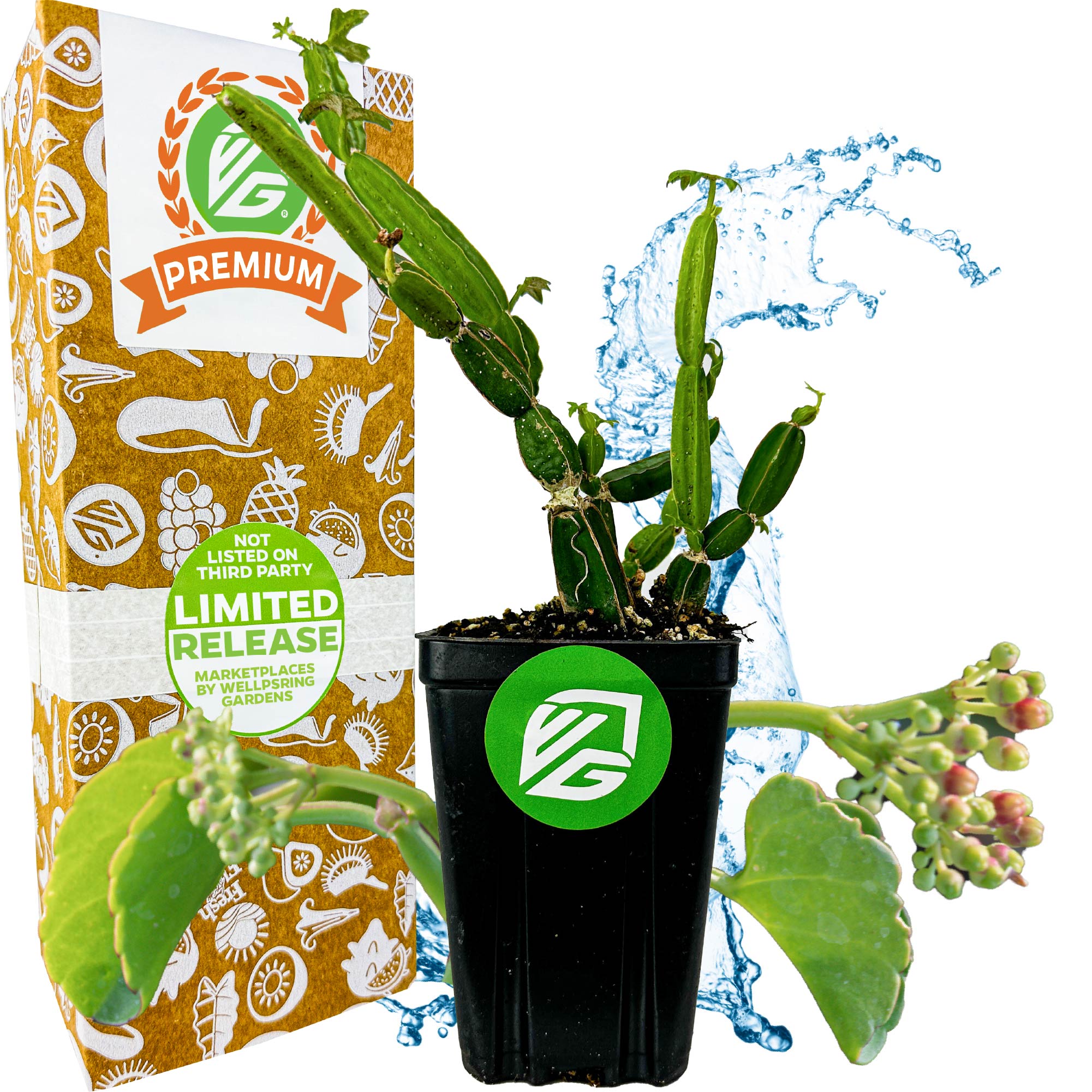 Veldt Grape Ivy (weight loss) - Cissus quadrangularis