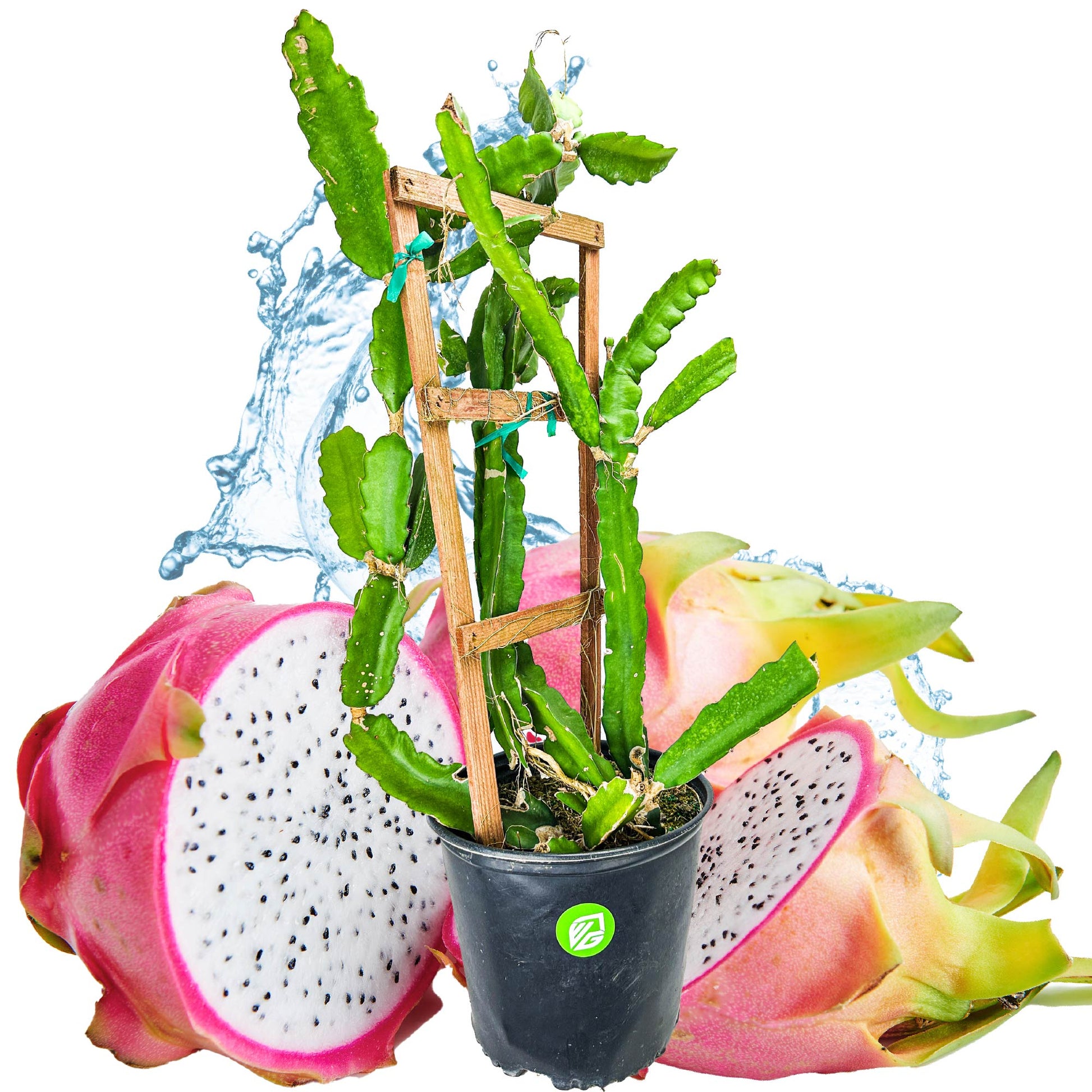 Vietnamese Jaina White Dragon Fruit (4-gallon) - Hylocereus undatus