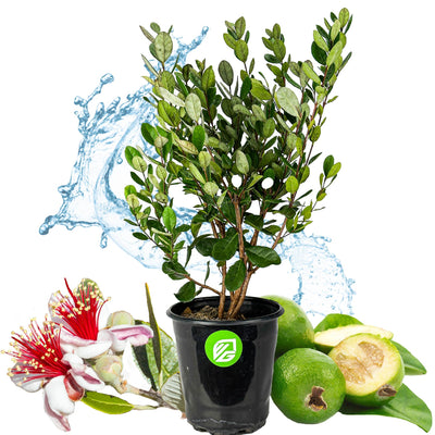Feijoa - Pineapple Guava (1-gallon) - Acca sellowiana