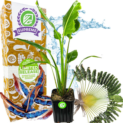 Traveler's Tree (Traveler's Palm) - Ravenala madagascariensis (Supreme | 3/4-Gallon size)