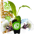 A Wellspring Gardens White Bat Live Flowering Plant (Tacca integrifolia) sits before a 30 DAY GUARANTEE box. White and purple flowers and water splashes frame the plant, with VG and EASY TO GROW logos on the pot and packaging.