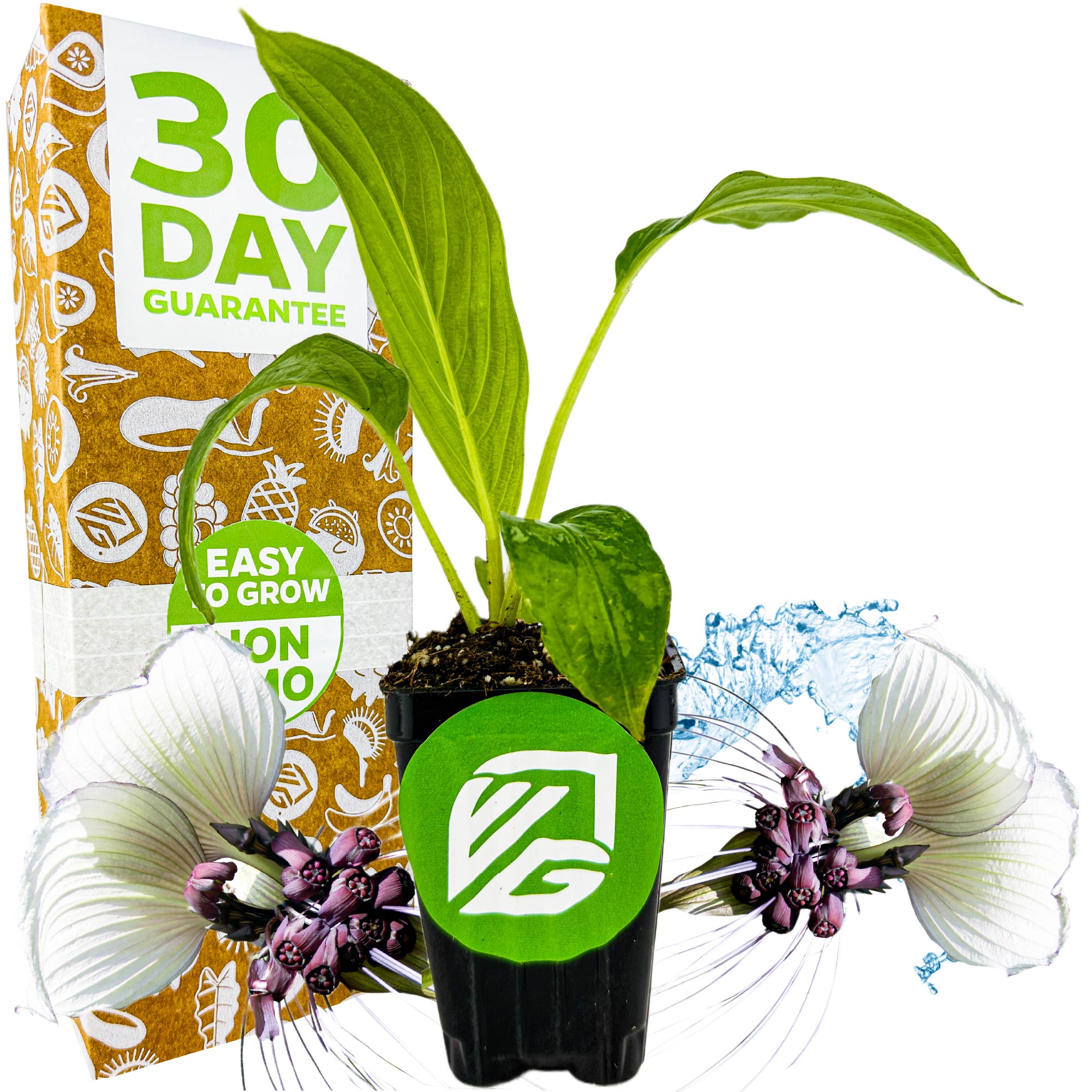 A Wellspring Gardens White Bat Live Flowering Plant (Tacca integrifolia) sits before a 30 DAY GUARANTEE box. White and purple flowers and water splashes frame the plant, with VG and EASY TO GROW logos on the pot and packaging.
