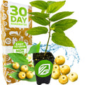 A small Yellow Jamaican Cherry Tree (Muntingia calabura) by Wellspring Gardens sits in a black pot with yellow fruits. Behind it, a box reads 30 Day Guarantee, Easy to Grow, Non-GMO amid water splashes and leaves.