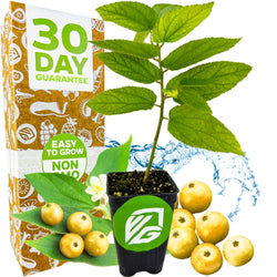 A small Yellow Jamaican Cherry Tree (Muntingia calabura) by Wellspring Gardens sits in a black pot with yellow fruits. Behind it, a box reads 30 Day Guarantee, Easy to Grow, Non-GMO amid water splashes and leaves.