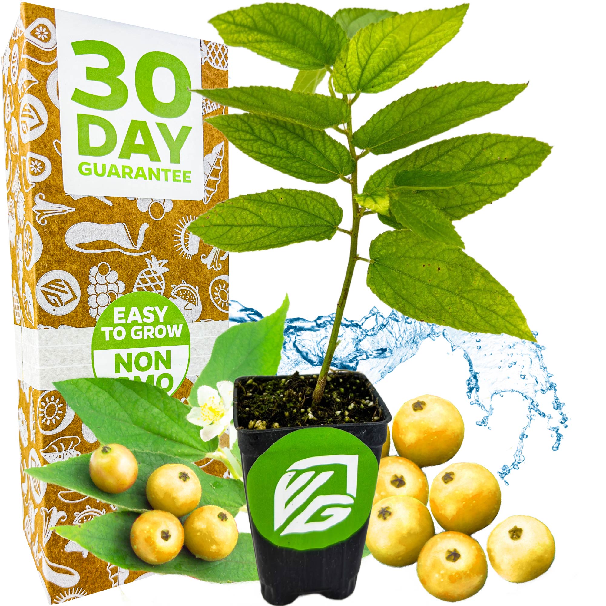 A small Yellow Jamaican Cherry Tree (Muntingia calabura) by Wellspring Gardens sits in a black pot with yellow fruits. Behind it, a box reads 30 Day Guarantee, Easy to Grow, Non-GMO amid water splashes and leaves.