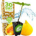 A Wellspring Gardens Yellow Long Neck Fig (Ficus carica) plant in a pot is shown with whole and sliced yellow figs, a splash of water, and a box stating 30 Day Guarantee, Easy to Grow, and Non GMO.