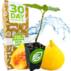A Wellspring Gardens Yellow Long Neck Fig (Ficus carica) plant in a pot is shown with whole and sliced yellow figs, a splash of water, and a box stating 30 Day Guarantee, Easy to Grow, and Non GMO.