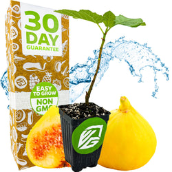 A Wellspring Gardens Yellow Long Neck Fig (Ficus carica) plant in a pot is shown with whole and sliced yellow figs, a splash of water, and a box stating 30 Day Guarantee, Easy to Grow, and Non GMO.
