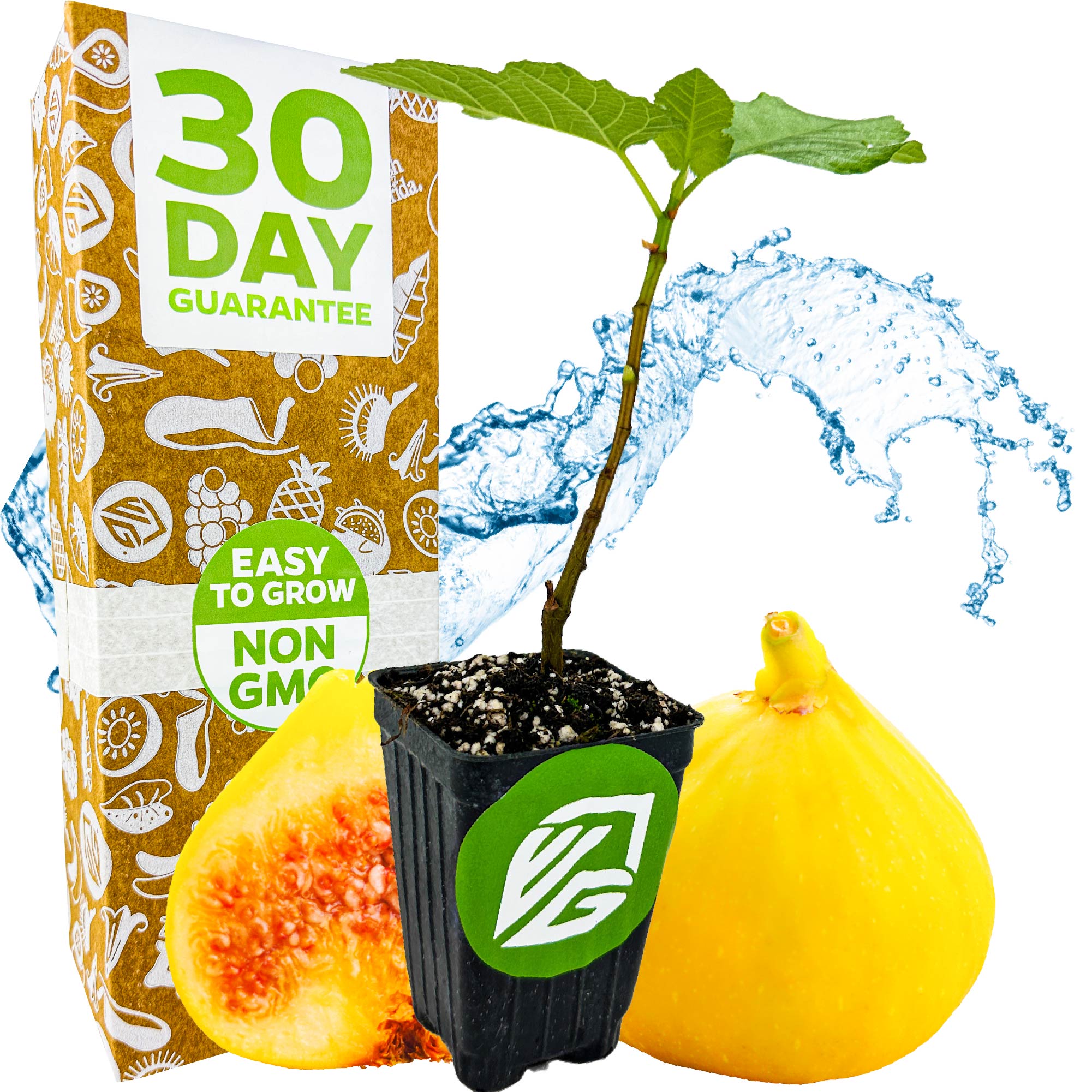 A Wellspring Gardens Yellow Long Neck Fig (Ficus carica) plant in a pot is shown with whole and sliced yellow figs, a splash of water, and a box stating 30 Day Guarantee, Easy to Grow, and Non GMO.