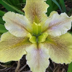 Close-up of Louisiana Iris 'Wow Factor' by Wellspring Gardens—a pale yellow native wildflower with purple-veined petals, green leaves, and brown grass. Renowned in gardens for its striking beauty and resilience.