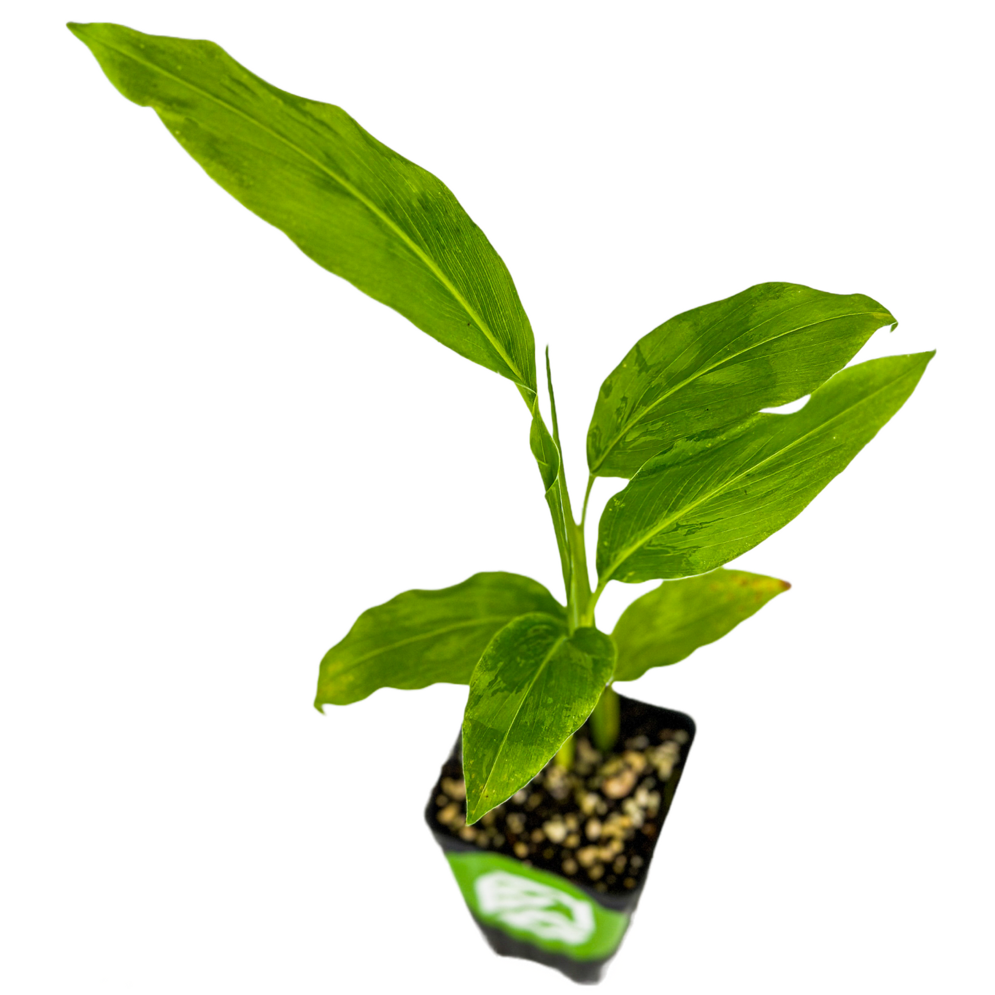 Galanga (Thai Ginger / Siamese Ginger) - Alpinia galangal