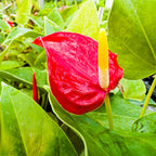 The Anthurium Fire Glow ppaf (Fireglow) from Wellspring Gardens features glossy red flowers, a yellow and white spadix, and vibrant green leaves—making it a striking, freshly watered indoor plant.