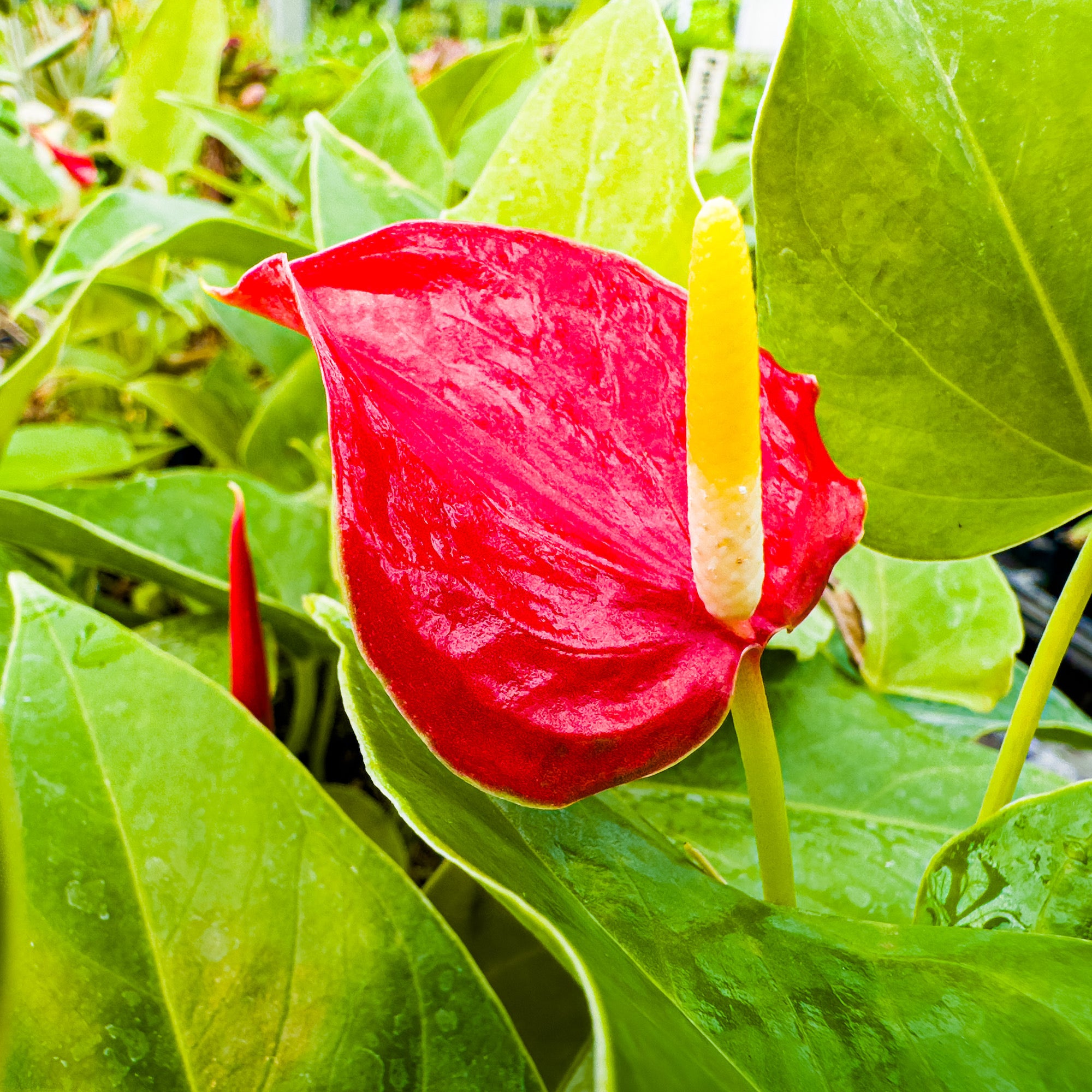 The Anthurium Fire Glow ppaf (Fireglow) from Wellspring Gardens features glossy red flowers, a yellow and white spadix, and vibrant green leaves—making it a striking, freshly watered indoor plant.