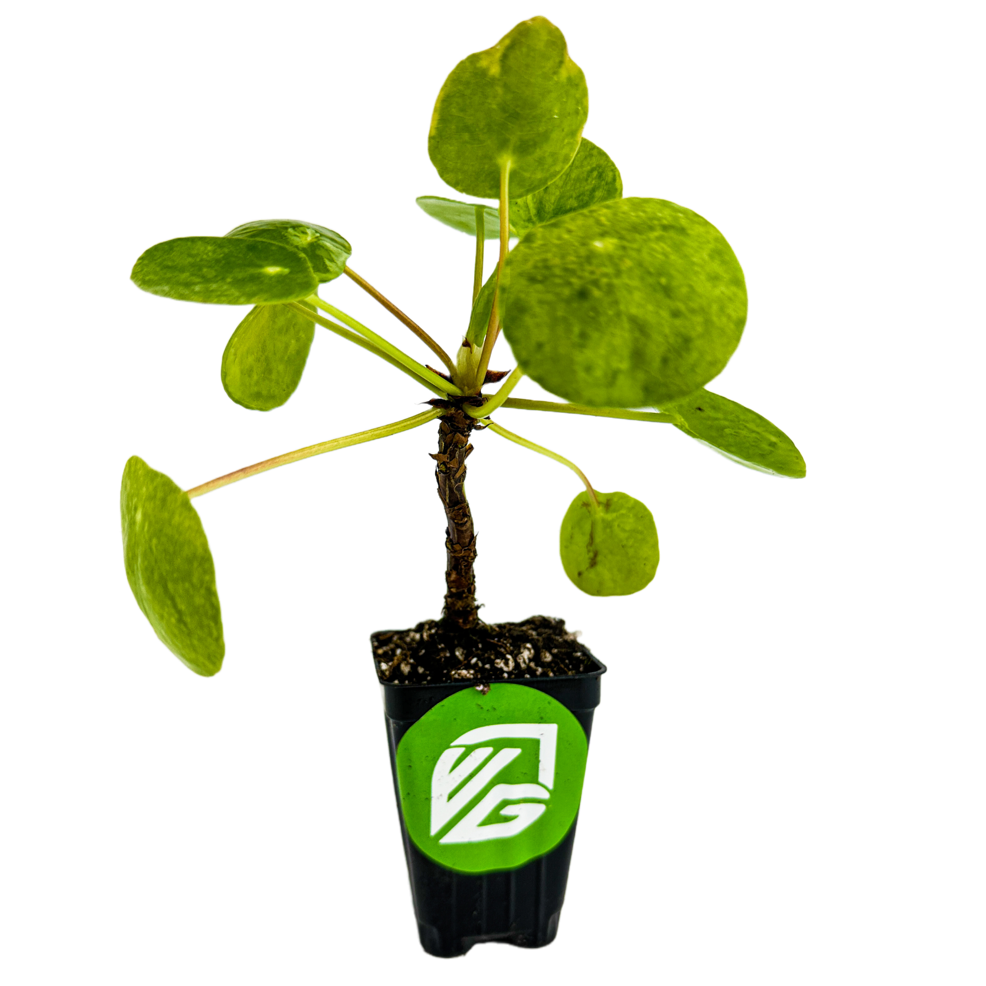 A Wellspring Gardens Chinese Money Plant Houseplant (Pilea peperomioides) with round green leaves in a black plastic pot featuring the brand’s green and white logo, isolated on a white background.