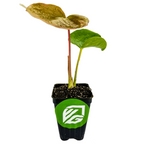 The Wellspring Gardens Anthurium Oaxaca Houseplant features two green stems, three leaves—one large and reddish-brown—in a black plastic pot with a green and white logo, shown against a white background.