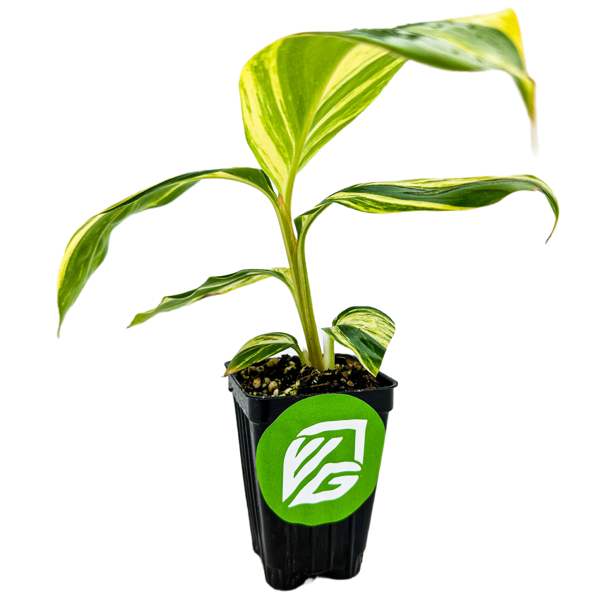 A small Wellspring Gardens Shell Ginger Variegated (Alpinia zerumbet) with green and yellow leaves grows in a black pot featuring a green circular logo with white letters, set against a white background.