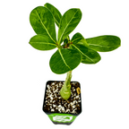 The Wellspring Gardens Desert Rose Picotee (Adenium obesum) features a thick green stem and lush leaves in a square black pot with soil and white perlite, displayed against a white background. Perfect for enhancing your indoor garden.