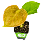 The Wellspring Gardens Anthurium Oaxaca Houseplant features one large yellowish-orange leaf and a smaller green leaf, potted in dark soil inside a black plastic pot with a green label, set against a white background.