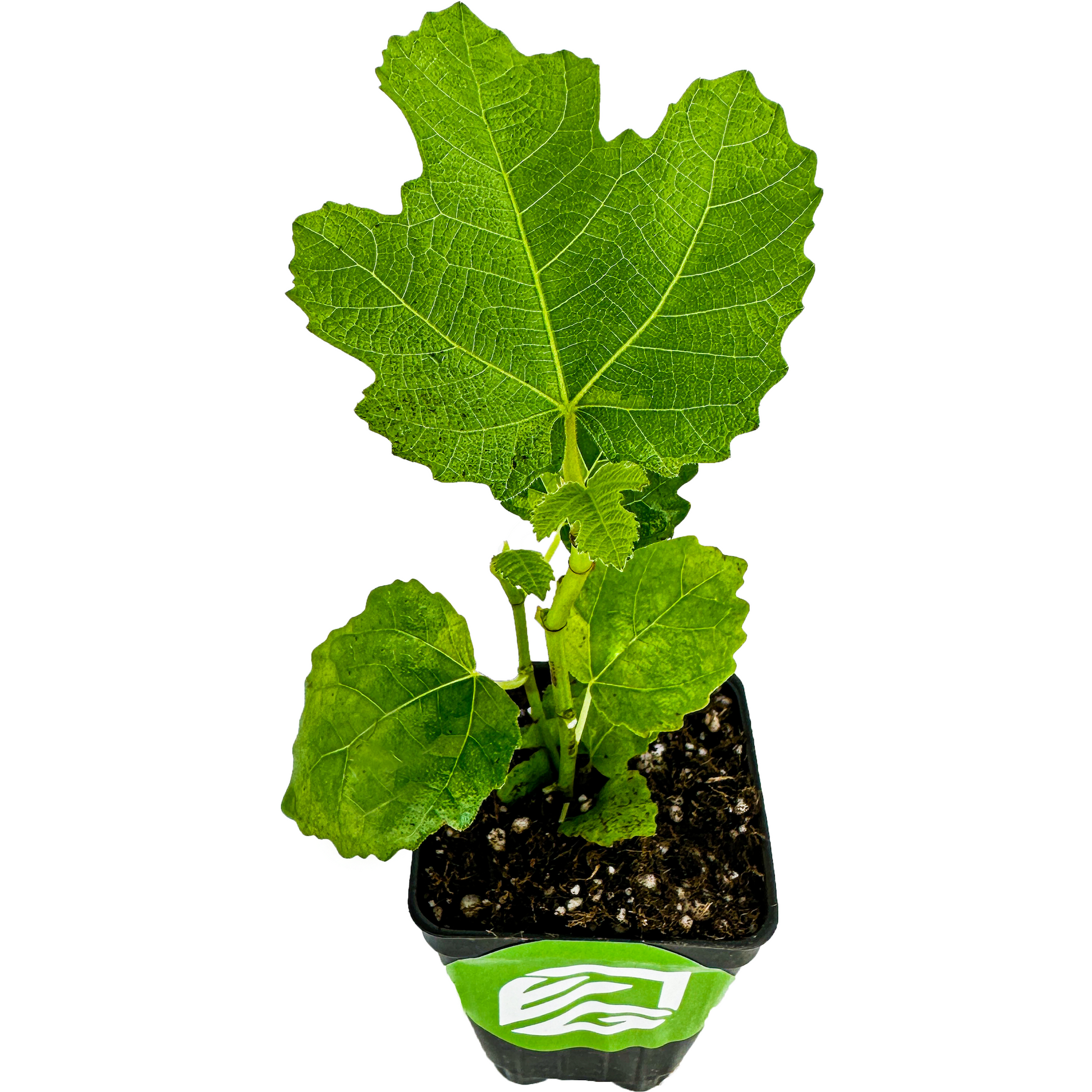 LSU Gold Fig Tree - Ficus carica