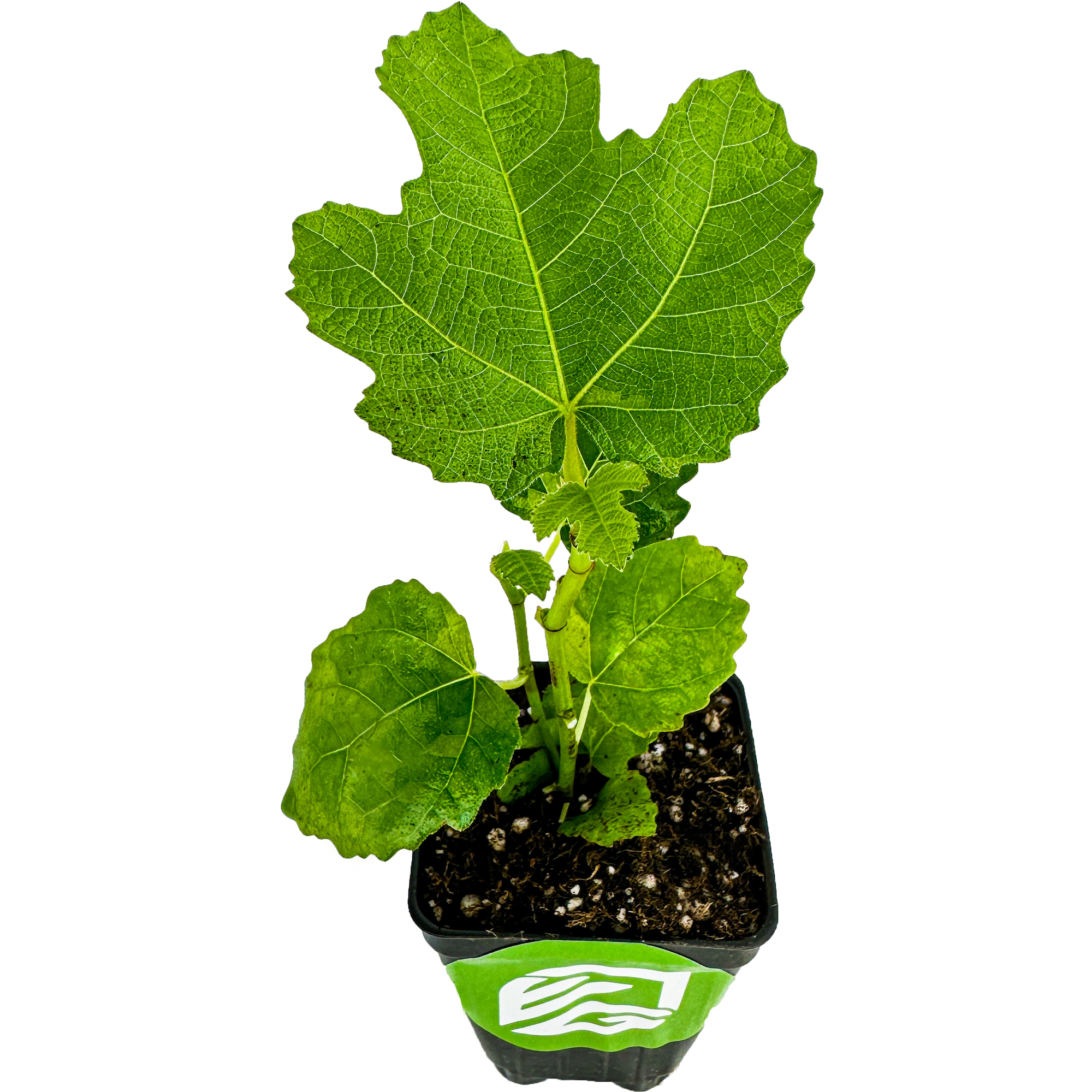 LSU Gold Fig Tree - Ficus carica