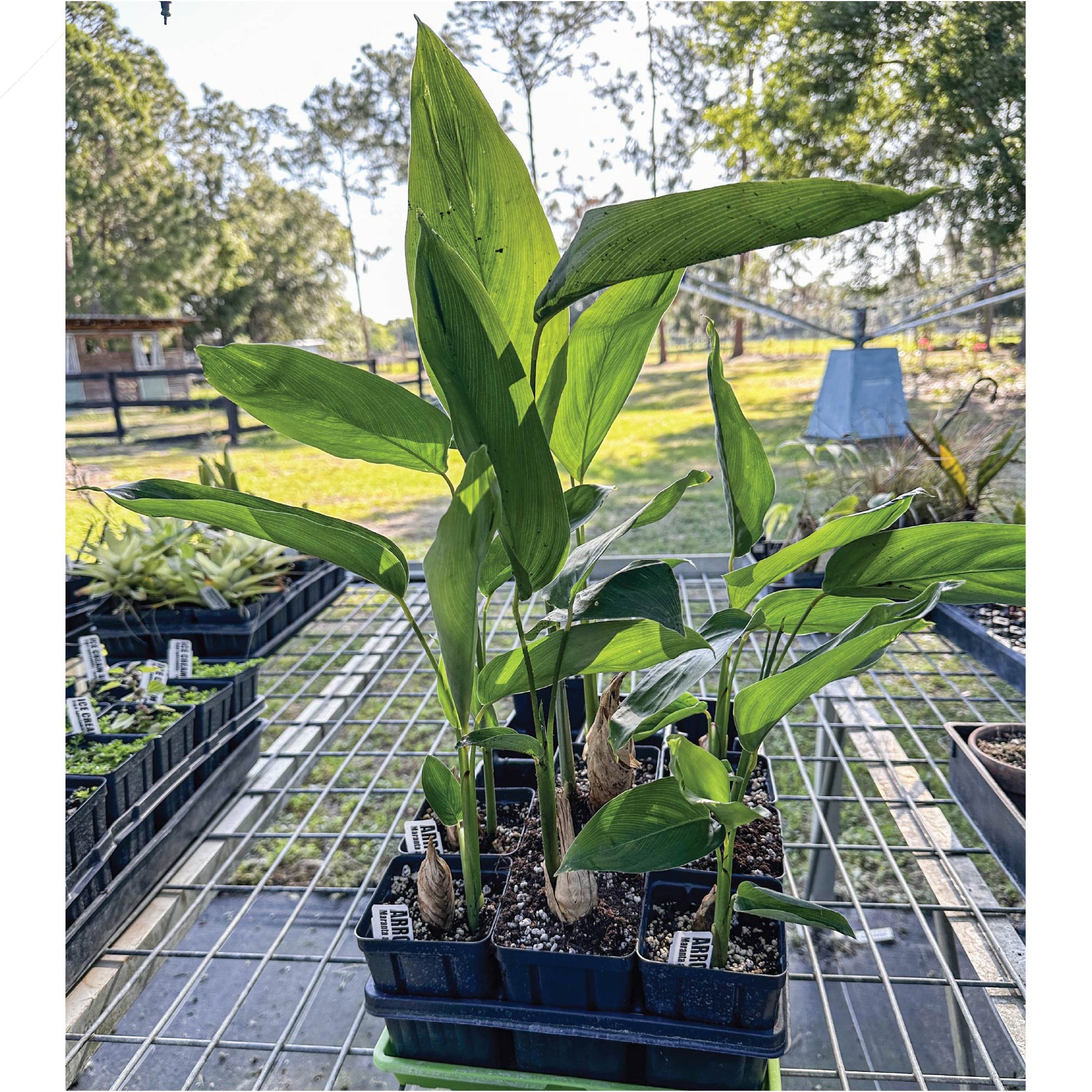 Arrowroot Plant - Maranta arundinacea in a 3/4-Quart Pot (Premium)