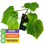 Auntie Lilli's™ South Sea Salad Bele Tree - Abelmoschus manihot