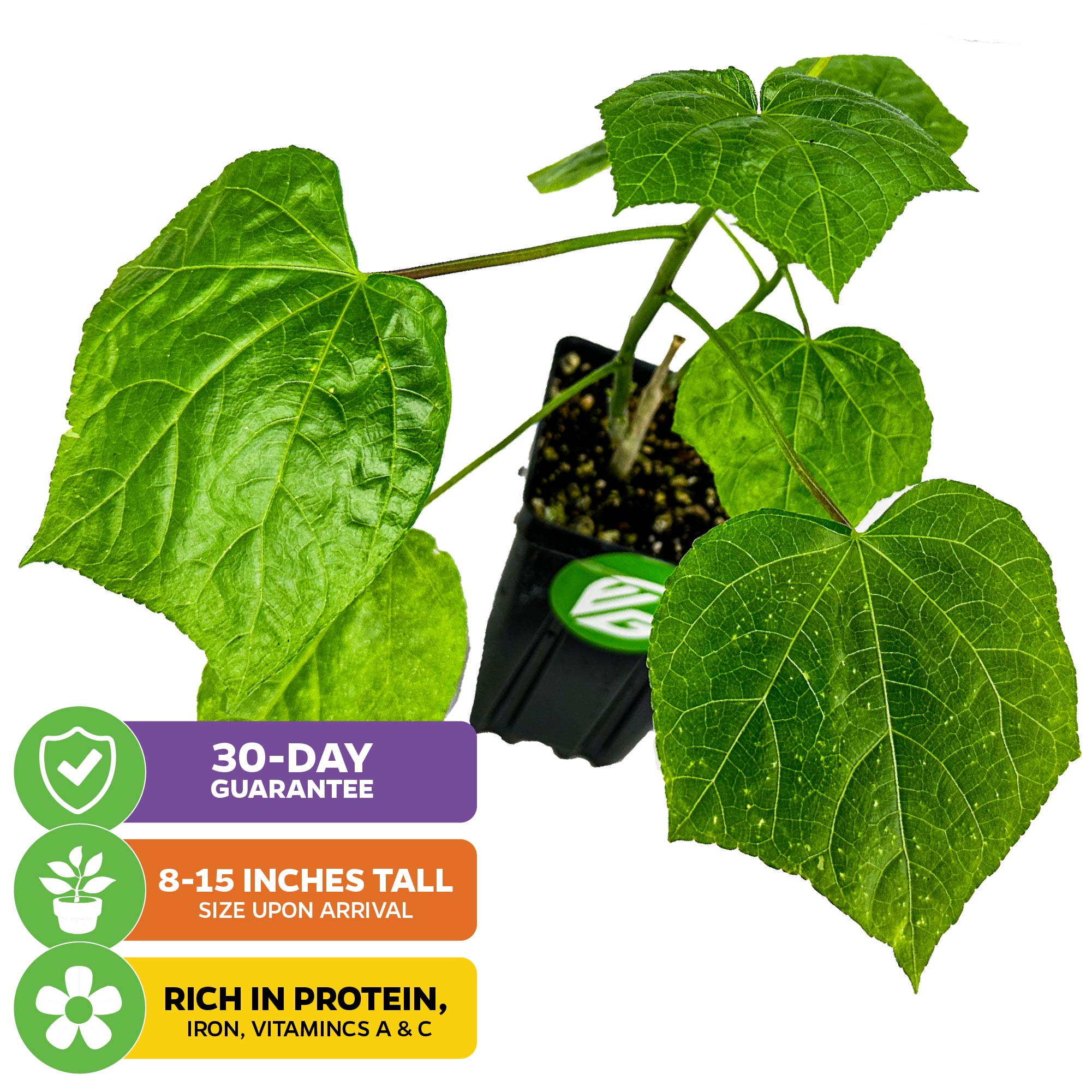 Auntie Lilli's™ South Sea Salad Bele Tree - Abelmoschus manihot
