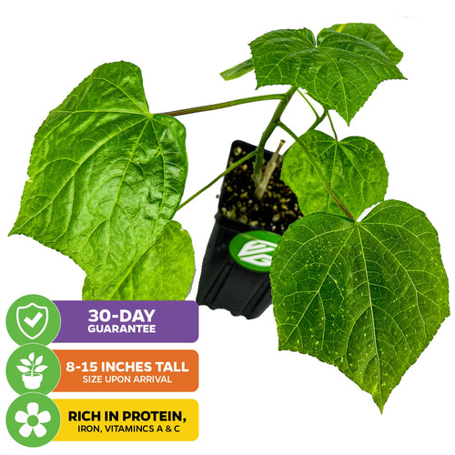 Auntie Lilli's™ South Sea Salad Bele Tree - Abelmoschus manihot