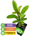 A Wellspring Gardens Bay Rum (Pimenta racemosa) plant, 3-8 inches tall with long aromatic leaves. Icons: “30-day guarantee,” “Essential oil used in colognes.” White background.