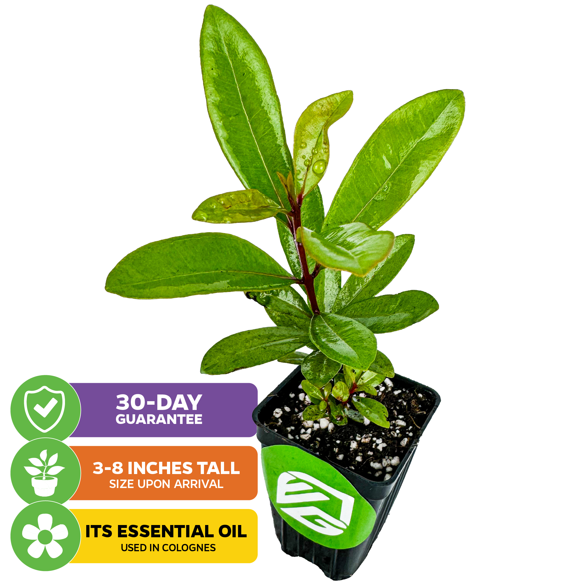 A Wellspring Gardens Bay Rum (Pimenta racemosa) plant, 3-8 inches tall with long aromatic leaves. Icons: “30-day guarantee,” “Essential oil used in colognes.” White background.