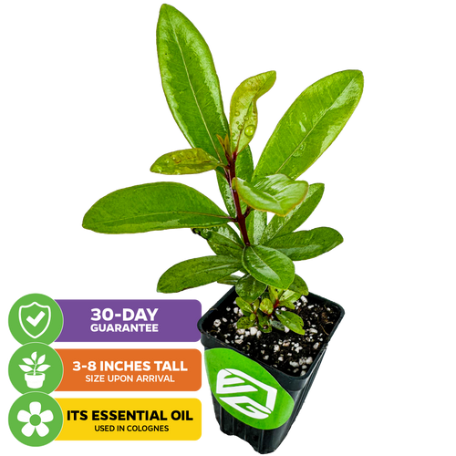 A Wellspring Gardens Bay Rum (Pimenta racemosa) plant, 3-8 inches tall with long aromatic leaves. Icons: “30-day guarantee,” “Essential oil used in colognes.” White background.