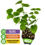 The Wellspring Gardens Biloxi Southern Highbush Blueberry (Vaccinium corymbosum) arrives 3-8 inches tall, is evergreen, low-chill, and easy to care for—ideal for warm climates. Includes a 30-day guarantee.