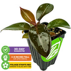 The Wellspring Gardens Philodendron Black Cardinal, with glossy red-to-black leaves, arrives 3–8 inches tall and includes a 30-day guarantee. Foliage starts red and matures to deep black.