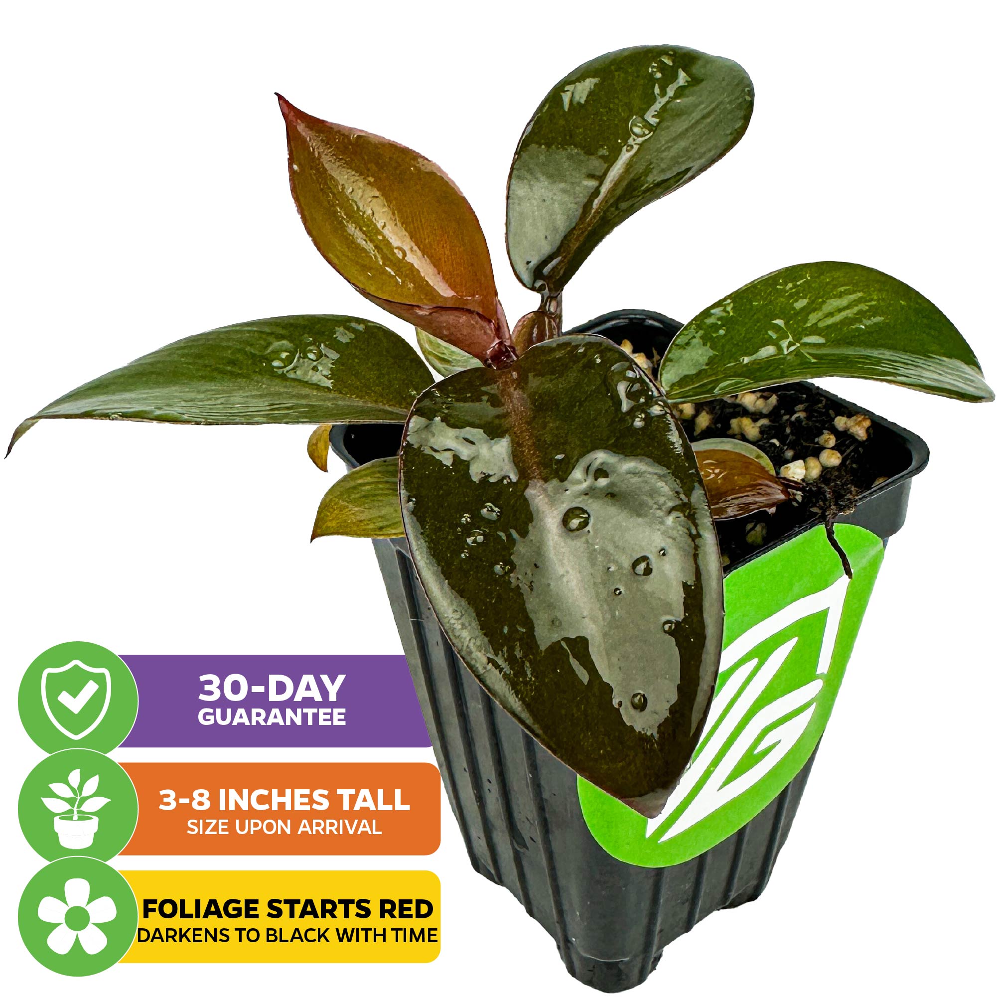 The Wellspring Gardens Philodendron Black Cardinal, with glossy red-to-black leaves, arrives 3–8 inches tall and includes a 30-day guarantee. Foliage starts red and matures to deep black.