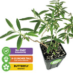 A Wellspring Gardens Black Knight Butterfly Bush (Buddleia davidii) with slender green leaves is pictured above text boxes reading: 30-DAY GUARANTEE, 8–15" TALL ON ARRIVAL, and BUTTERFLY MAGNET, each with a matching icon.