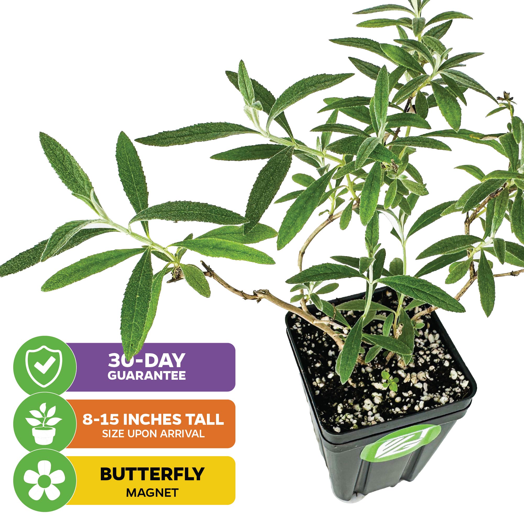 A Wellspring Gardens Black Knight Butterfly Bush (Buddleia davidii) with slender green leaves is pictured above text boxes reading: 30-DAY GUARANTEE, 8–15" TALL ON ARRIVAL, and BUTTERFLY MAGNET, each with a matching icon.