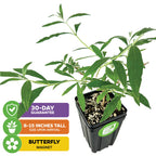 The Wellspring Gardens Bundle (2) Butterfly Bushes: Blue Nanho + Black Knight arrive 8–15" tall in pots, feature elongated leaves, come with a 30-day guarantee, and are butterfly magnets—ideal for your pollinator garden.