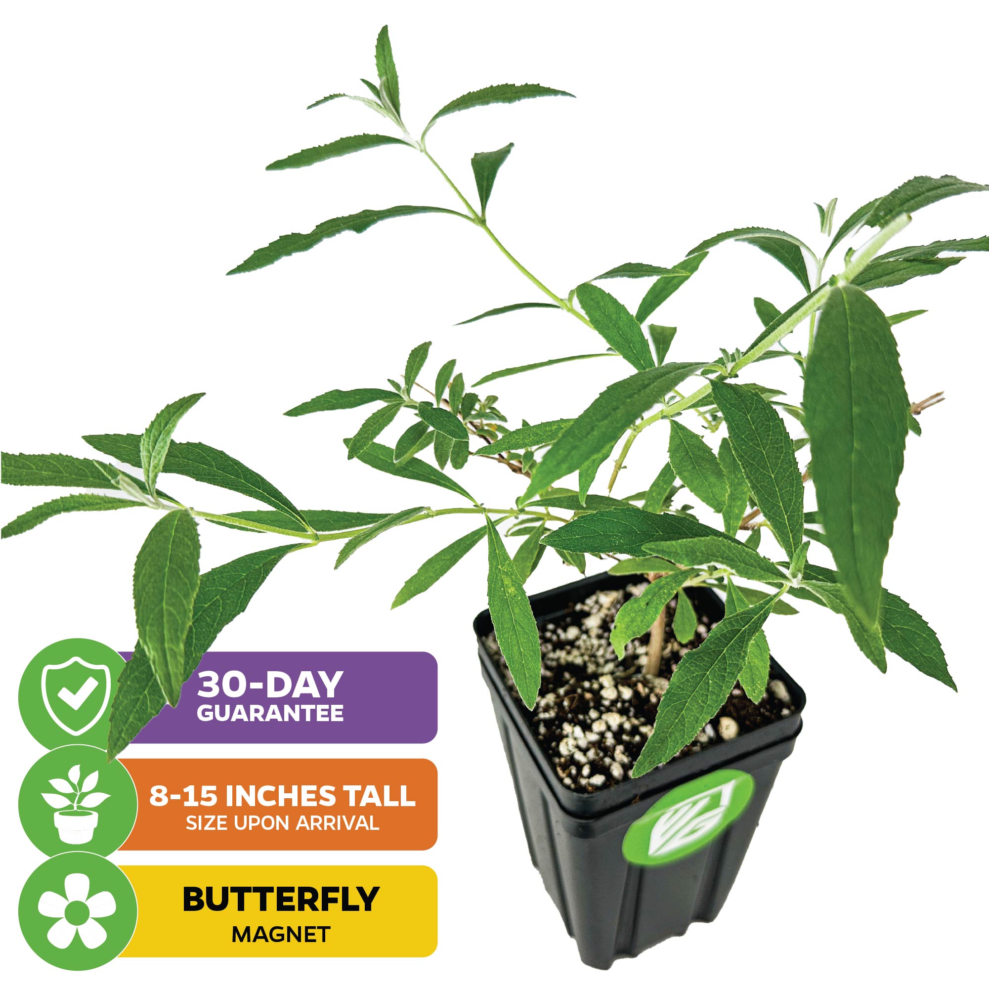 The Wellspring Gardens Bundle (2) Butterfly Bushes: Blue Nanho + Black Knight arrive 8–15" tall in pots, feature elongated leaves, come with a 30-day guarantee, and are butterfly magnets—ideal for your pollinator garden.