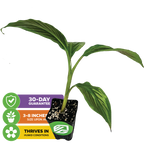 The Wellspring Gardens Bordelon Red Ornamental Banana - Musa features lush red-purple foliage, arrives 3–8 inches tall in a small black pot, thrives in humidity, and comes with a 30-day guarantee.