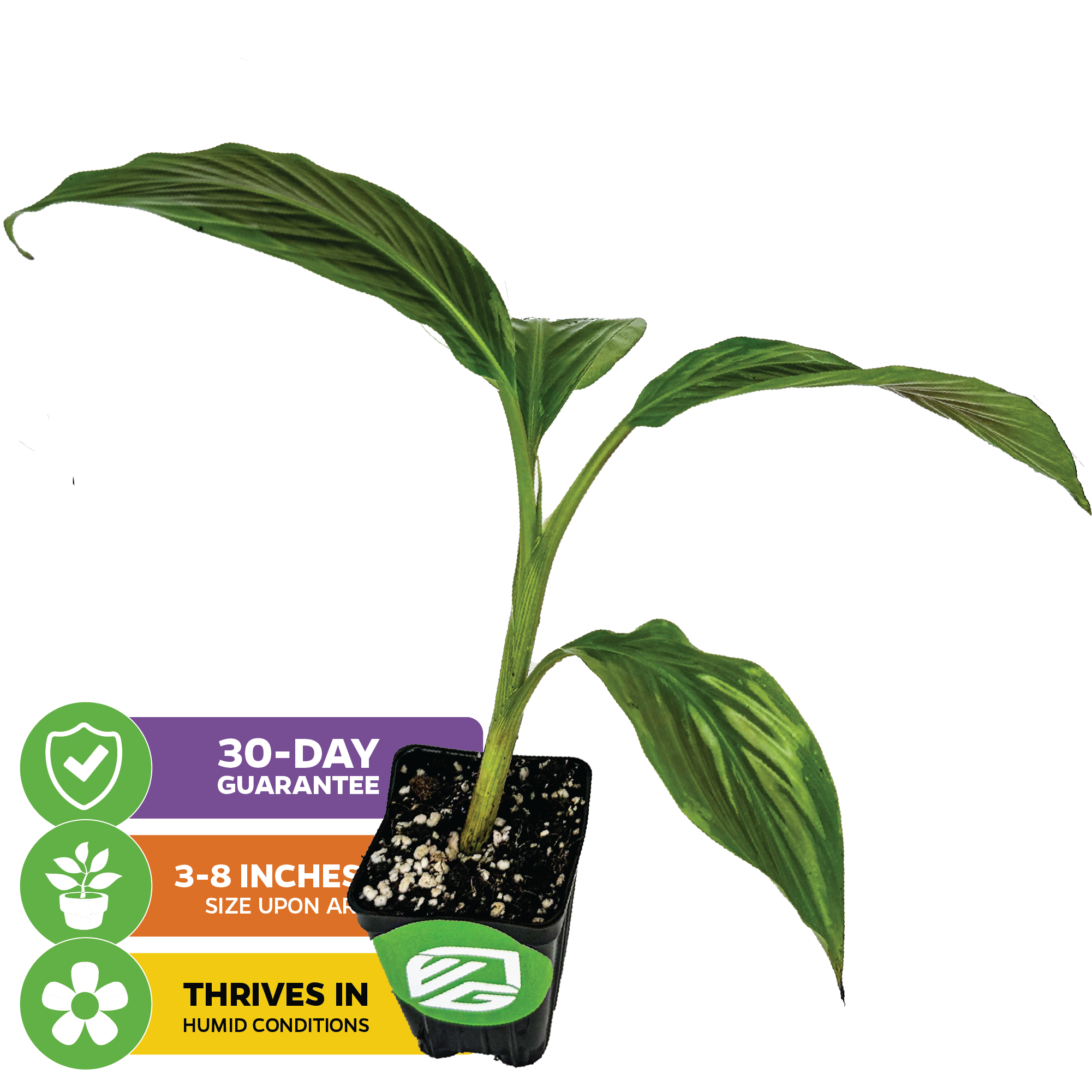 The Wellspring Gardens Bordelon Red Ornamental Banana - Musa features lush red-purple foliage, arrives 3–8 inches tall in a small black pot, thrives in humidity, and comes with a 30-day guarantee.